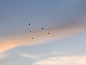 Low angle view of birds flying in sky