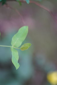 Close-up of green leaves