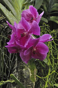 Close-up of pink flower blooming outdoors