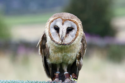 Ashy faced owl at a bird of prey centre