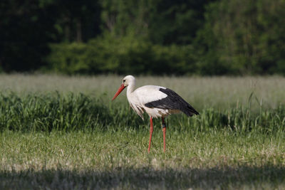 White stork foraging in a field in summer