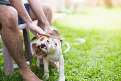 Dog sticking out tongue on field