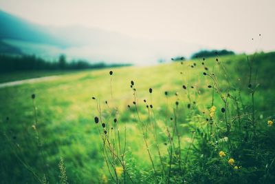 Close-up of plants growing on field against sky