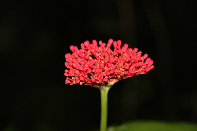 Close-up of red rose flower against black background