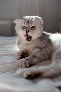 Close-up of cat relaxing on bed at home