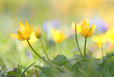 Close-up of yellow flowering plant on field