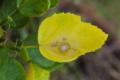 Close-up of yellow leaves on plant