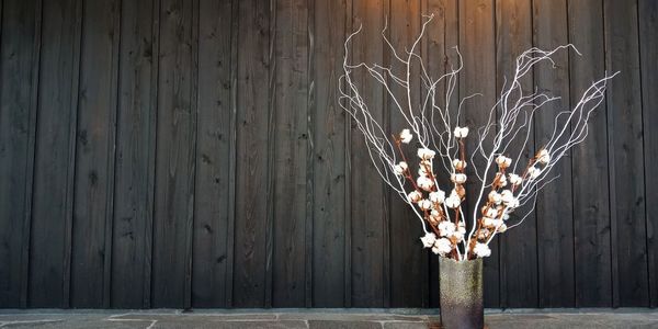 Close-up of dry plant against wall