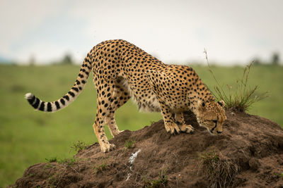 Full length of a cat