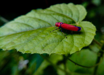 Close-up of insect on leaf