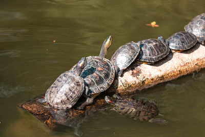 High angle view of turtle in lake