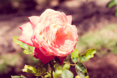 Close-up of rose