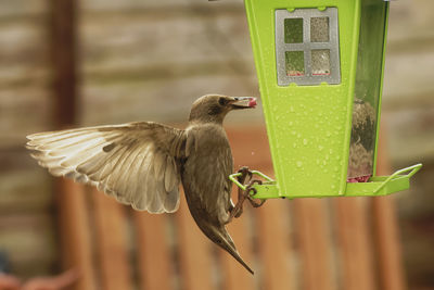 Close-up of bird perching on a feeder