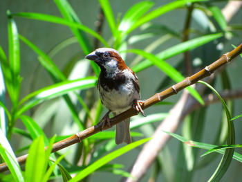 Sparrow perching on branch