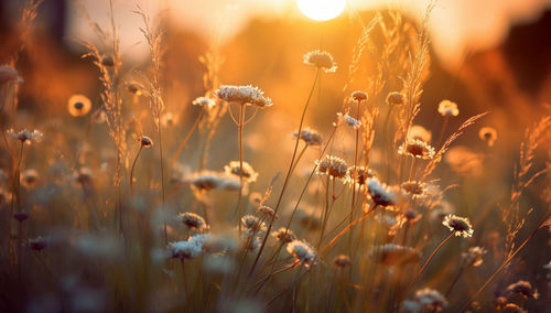 Close-up of flowering plants on field