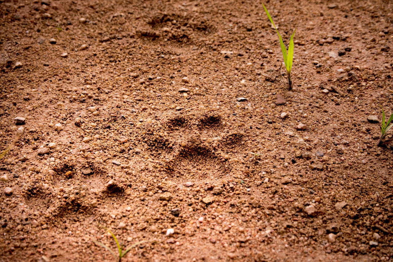 HIGH ANGLE VIEW OF FOOTPRINT ON SAND