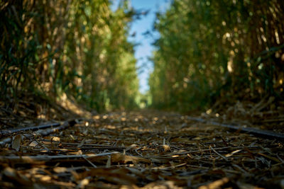 Close-up of dry leaves on land in forest
