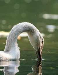 Close-up of swan swimming in lake