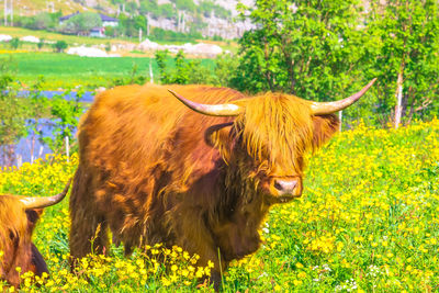 Cow in a field