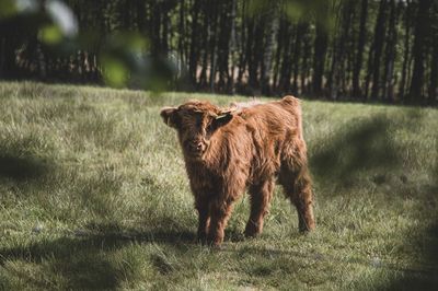 Lion standing in a field