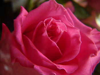 Close-up of pink rose