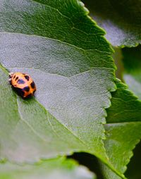 Close-up of insect on leaf