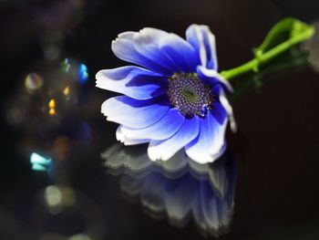 Close-up of blue flower on glass table