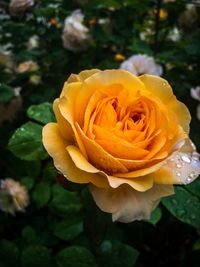 Close-up of rose flower