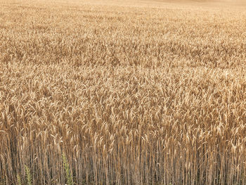 View of wheat field