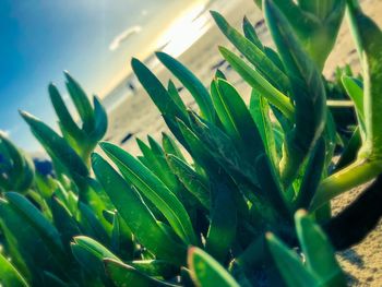 Close-up of plant growing on field