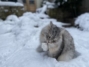 Cat in the snow in backyard in london. siberian cat playing in garden in the snow