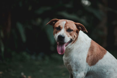 Close-up portrait of a dog