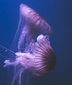 Close-up of jellyfish swimming in sea