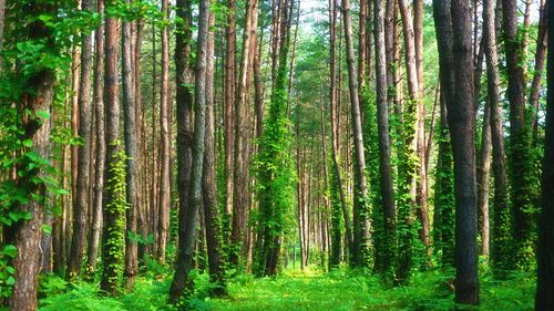 Pine trees in forest