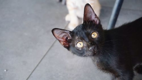 Portrait of black cat on floor