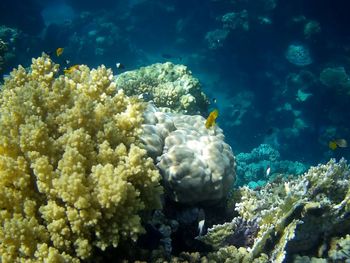 View of fish swimming in sea