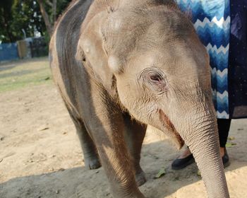 Close-up of elephant in zoo