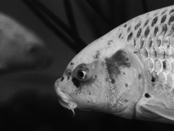 Close-up of an animal