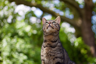 Close-up of cat