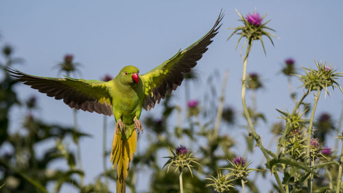 Low angle view of bird flying against clear sky