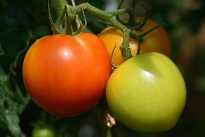 Close-up of tomatoes growing on plant