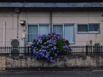 Purple flowering plants by window of building