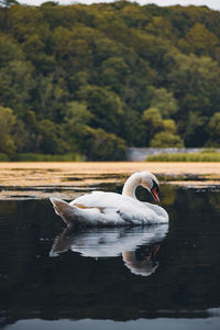 Swan floating on lake