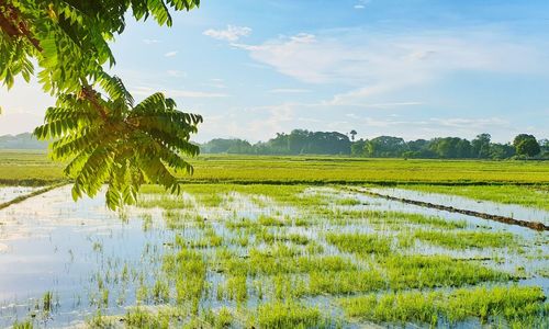 Morning fields