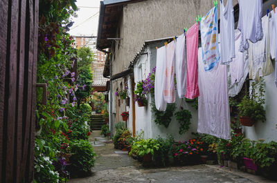 Potted plants hanging outside house