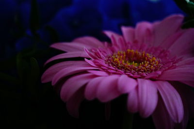 Close-up of pink flower