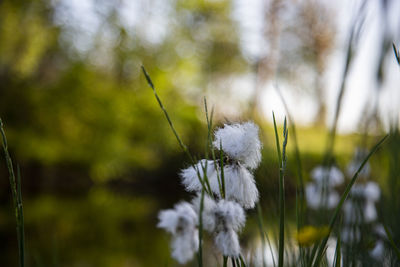 Close-up of white flowering plant