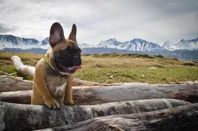 French bulldog on fallen tree trunks against snowcapped mountains