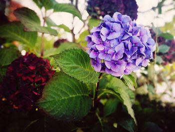 Close-up of purple flowering plant