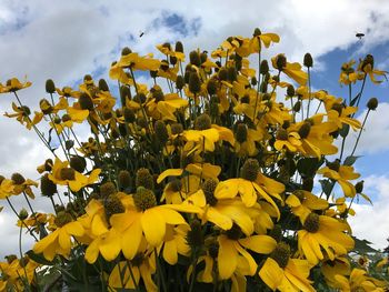 Low angle view of yellow flowers blooming in field